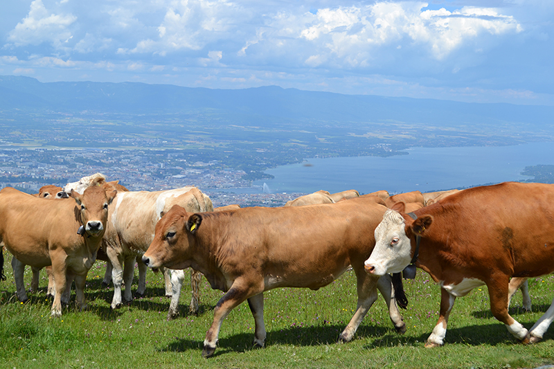 Vaquinhas Pastando em Salève - França